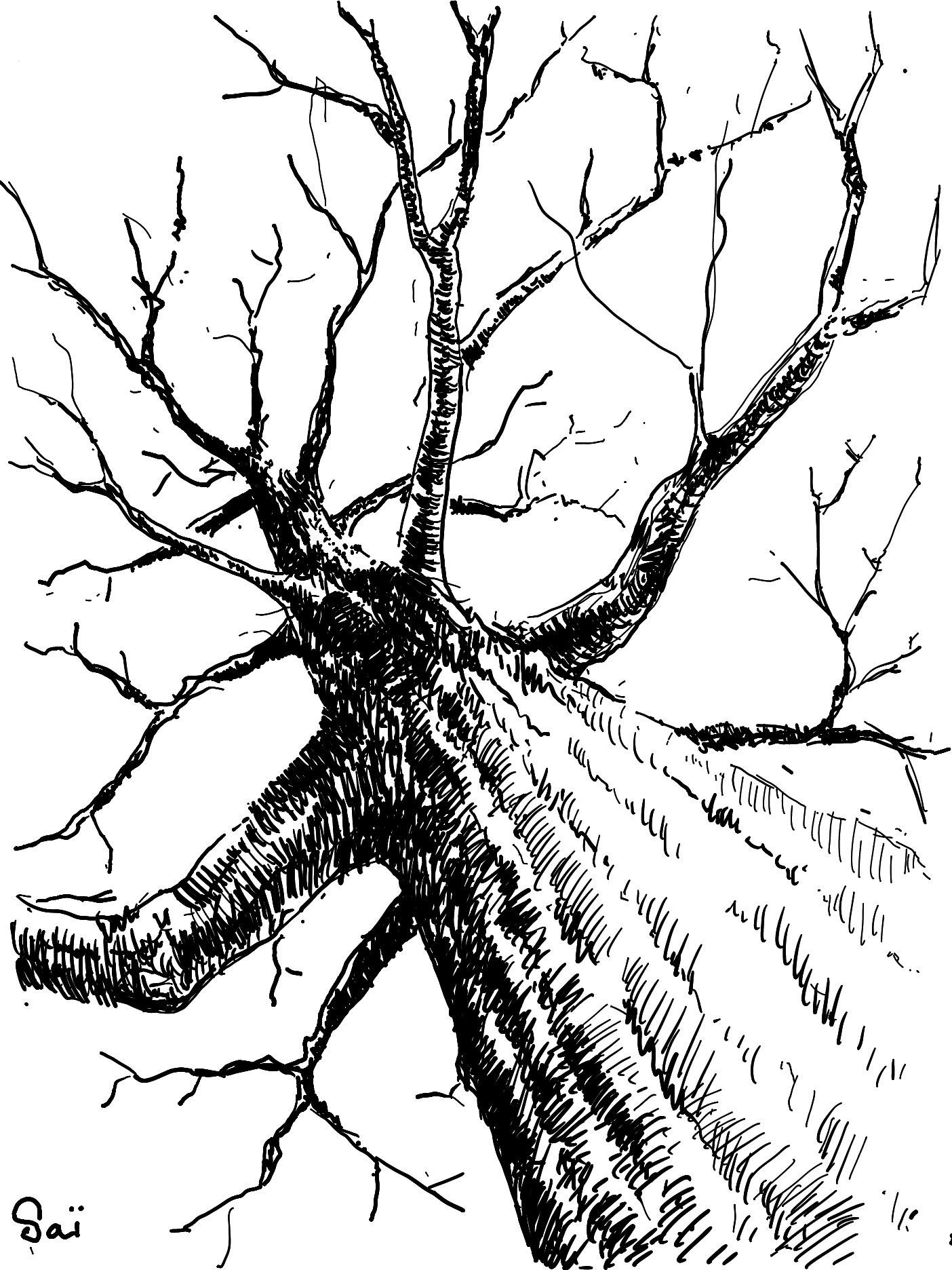 Dessin d'un arbre en perspective