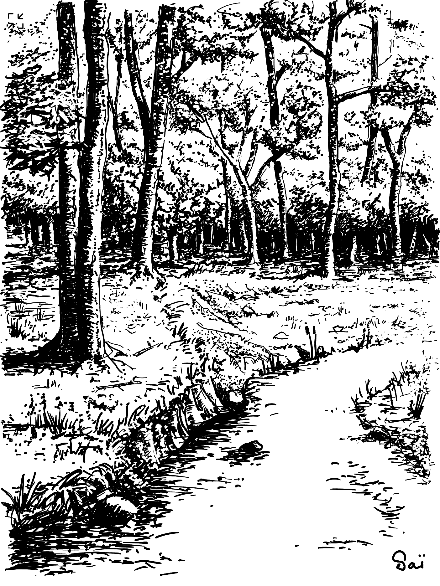 Un paysage forestier avec des lumières de feuilles sur les troncs dessiné au trait en noir et blanc.