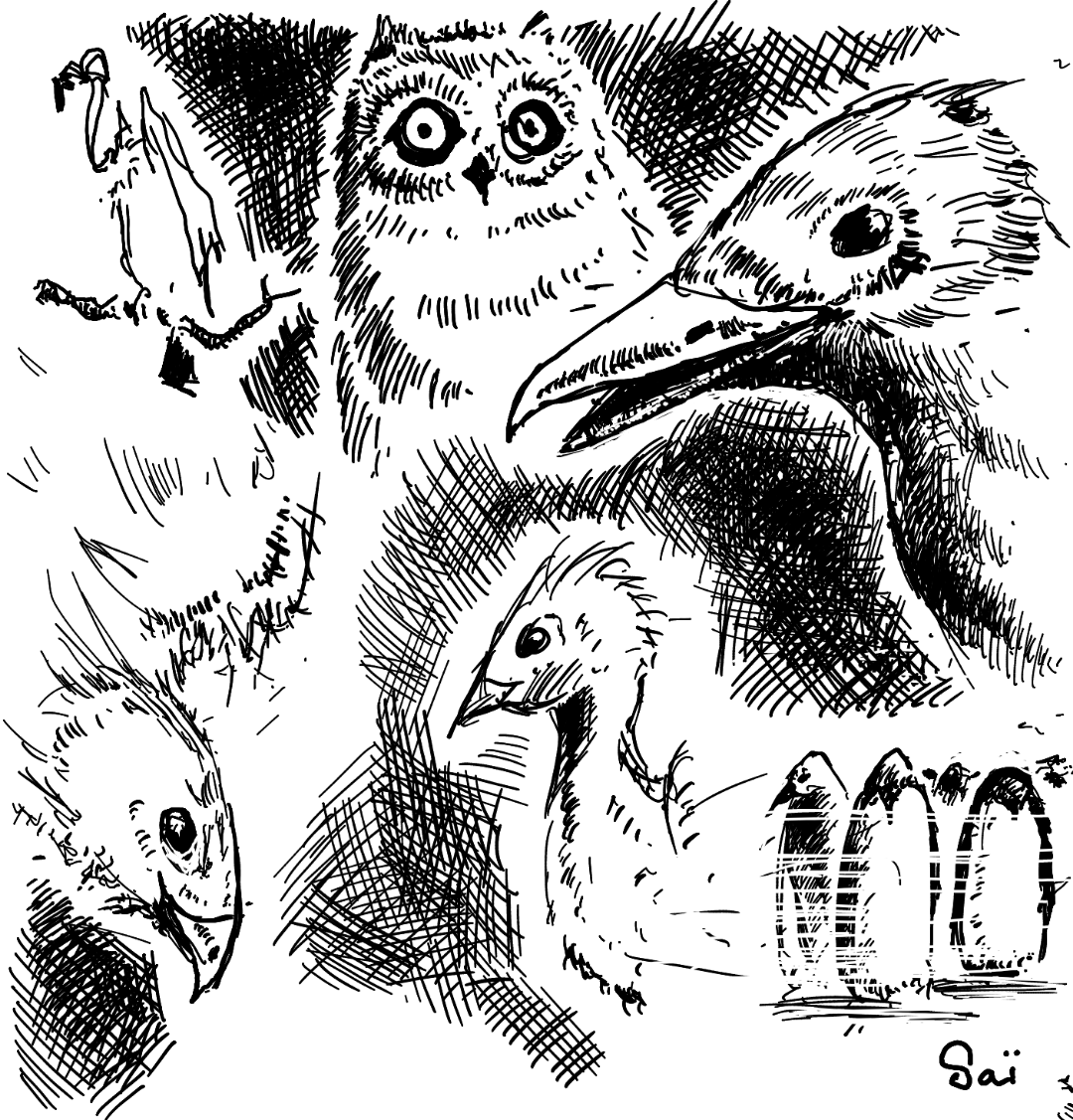 Une composition de dessins d'oiseaux, en noir et blanc